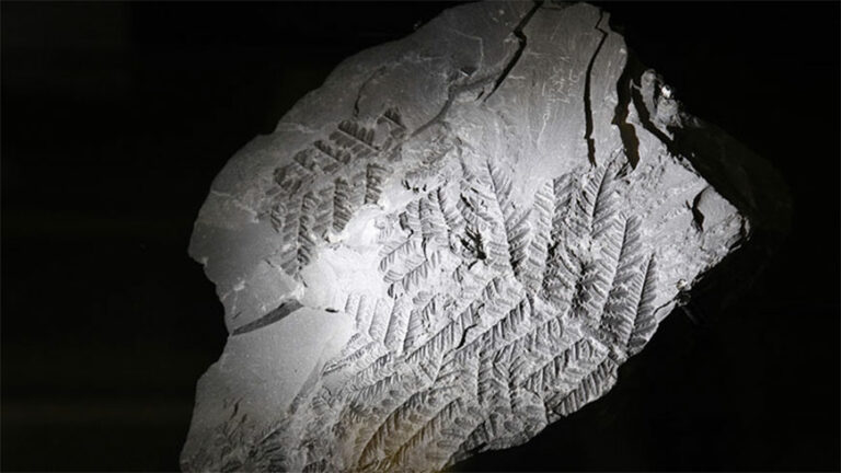 Fossil | © Mining History Centre